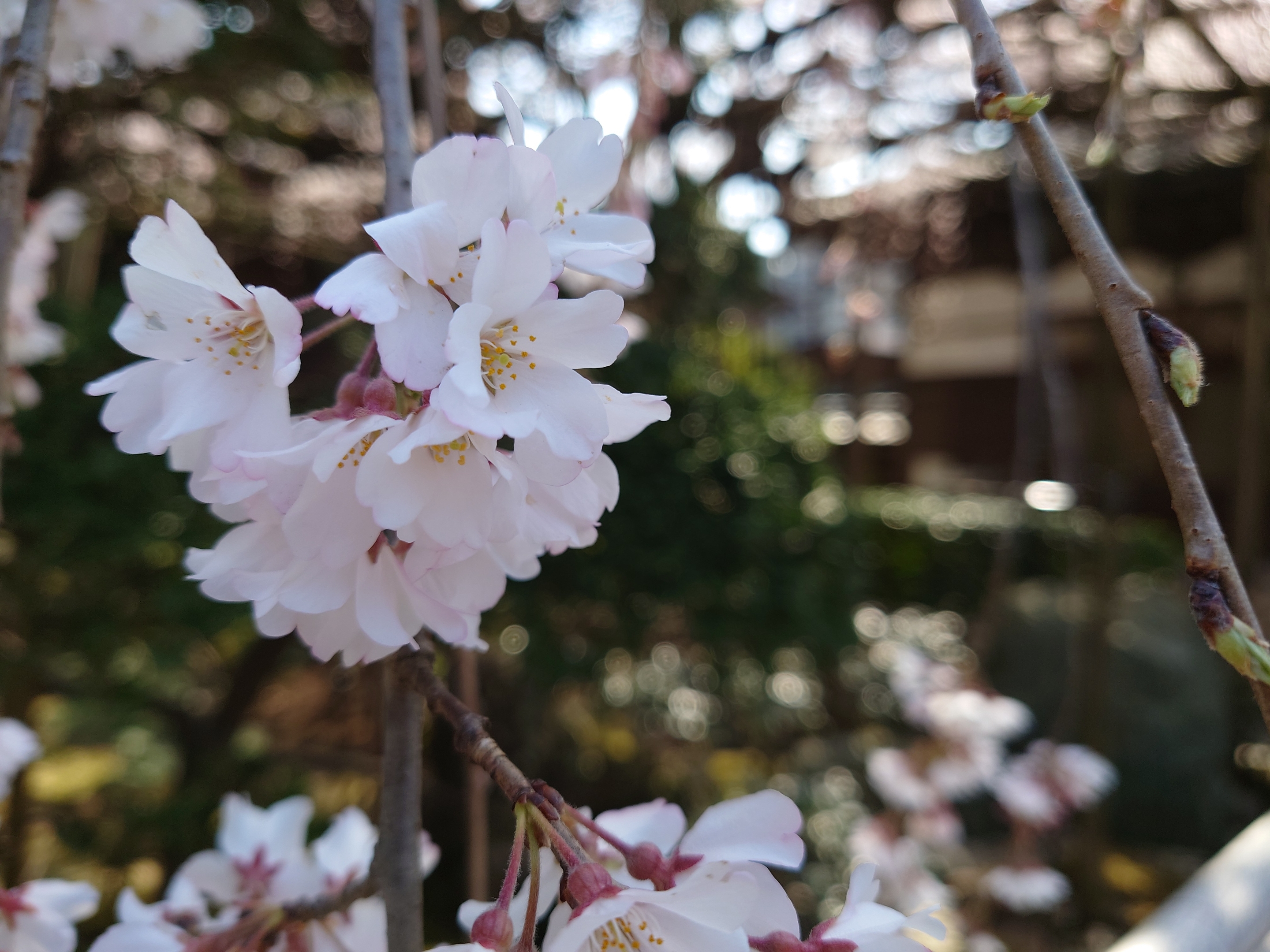 しだれ桜