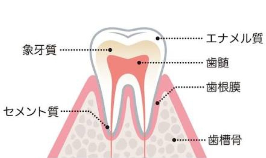 歯の断面図