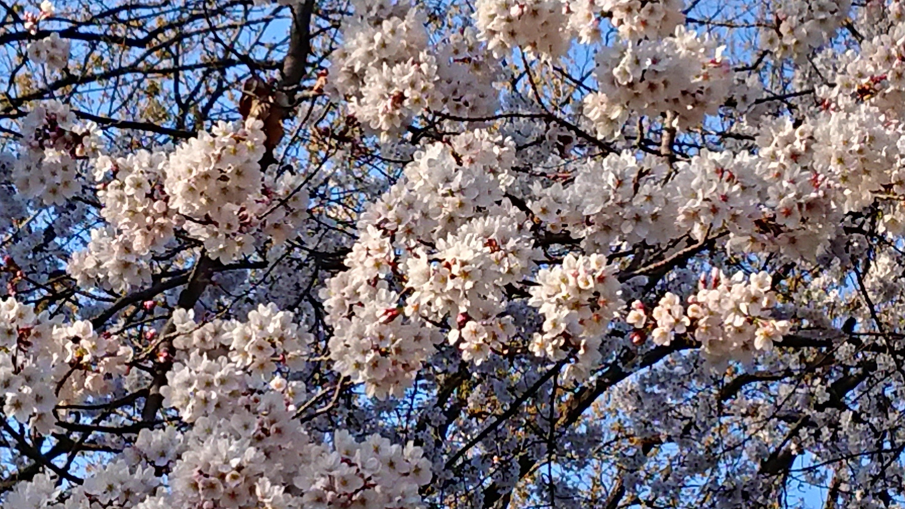 桜②