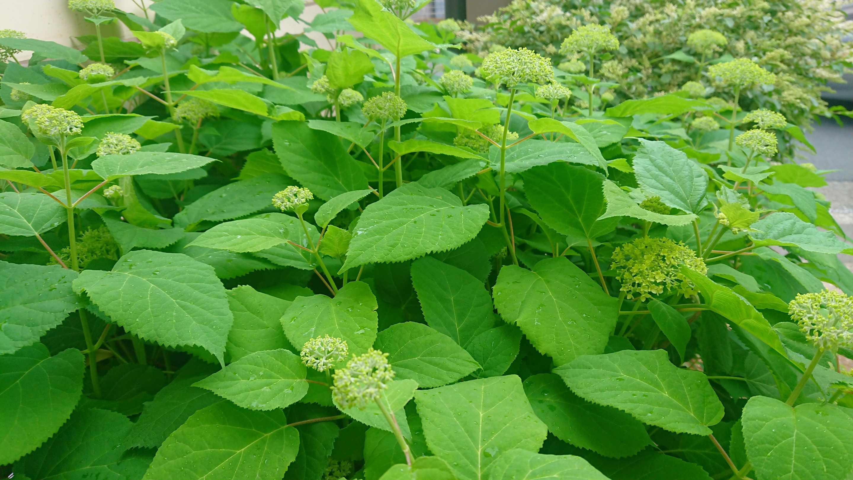 小さな紫陽花