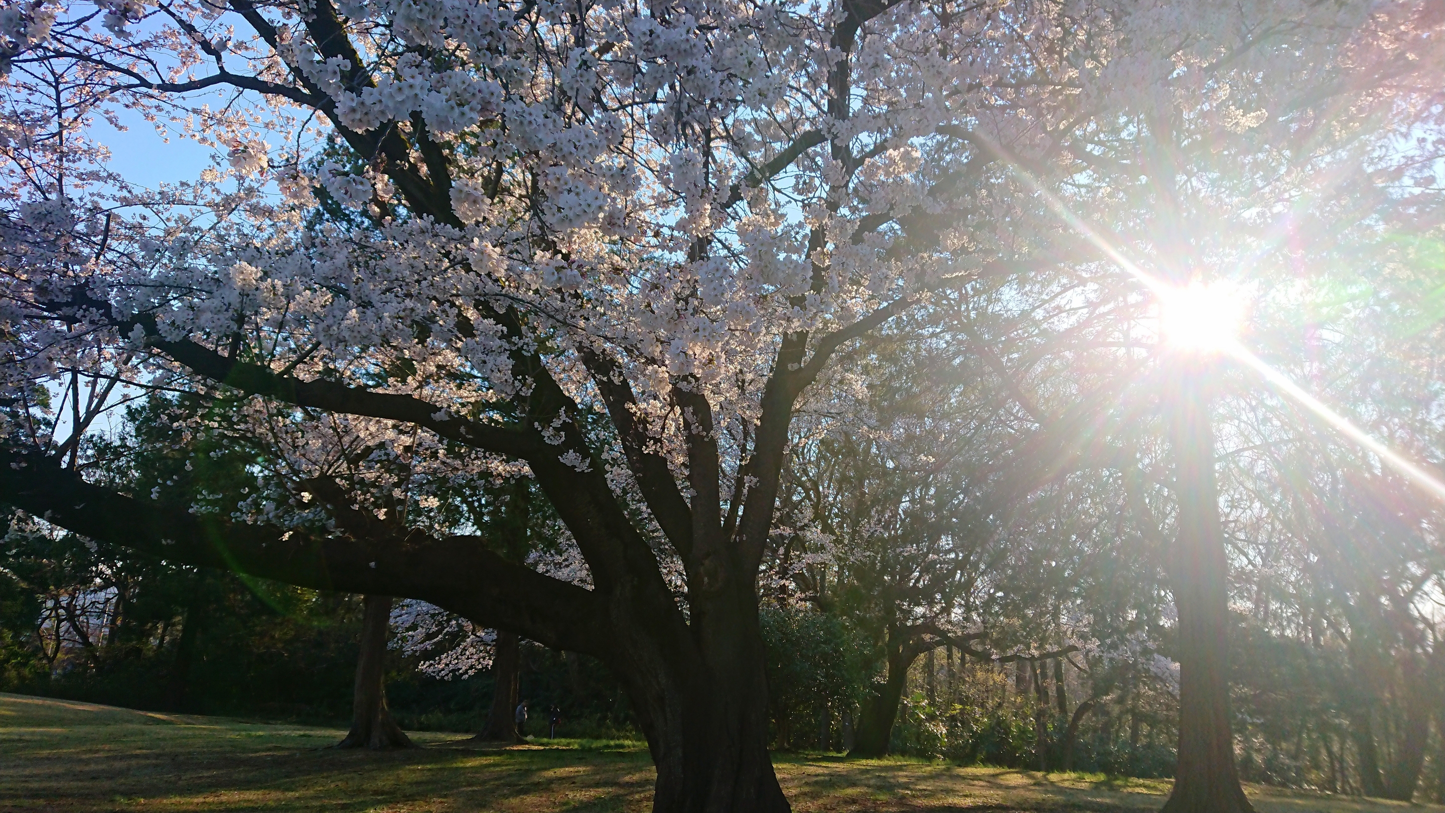 桜①